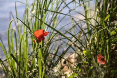 Gün batımında kayaların yanında yetişen gelincikler yakından görülüyor.