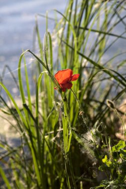 Gün batımında kayaların yanında yetişen gelincikler yakından görülüyor.