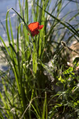 Gün batımında kayaların yanında yetişen gelincikler yakından görülüyor.