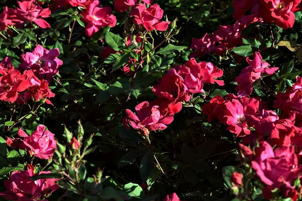 Magenta toprağı çiçeklerle kaplı güller.