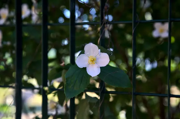 Philadelphus Grows Fence Seen Close — Stock Photo, Image