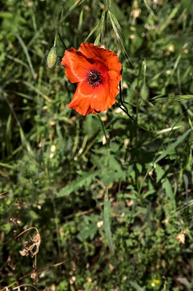 Vallmo Gräset Sett Nära Håll — Stockfoto