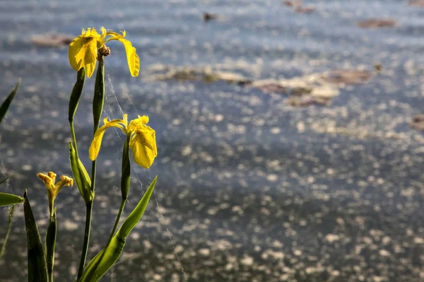 Iris Agua Orillas Lago Atardecer Visto Cerca —  Fotos de Stock