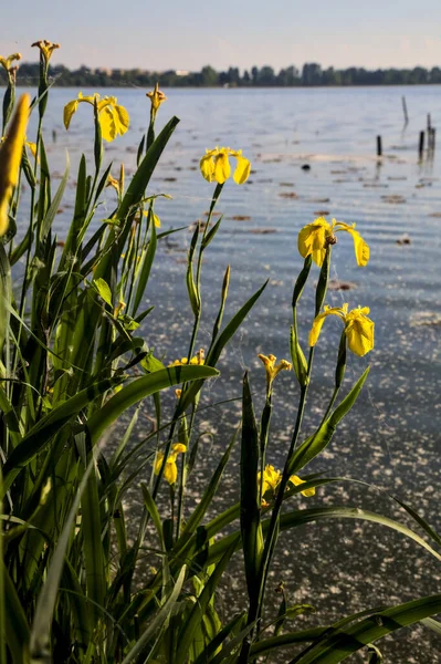 Gün batımında göl kıyısında su irisleri yakından görülüyor.