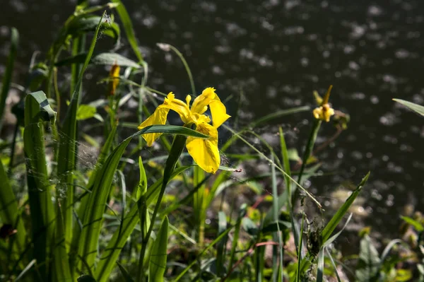 Iris Agua Orillas Lago Atardecer Visto Cerca —  Fotos de Stock