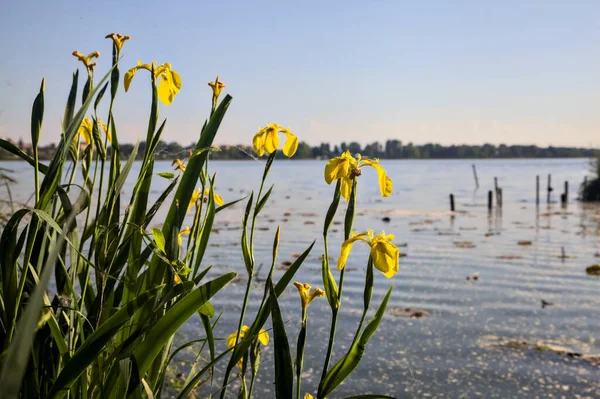 Gün batımında göl kıyısında su irisleri yakından görülüyor.