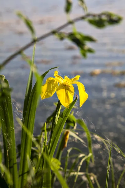 Water Irises Shore Lake Sunset Seen Close — Stock Photo, Image