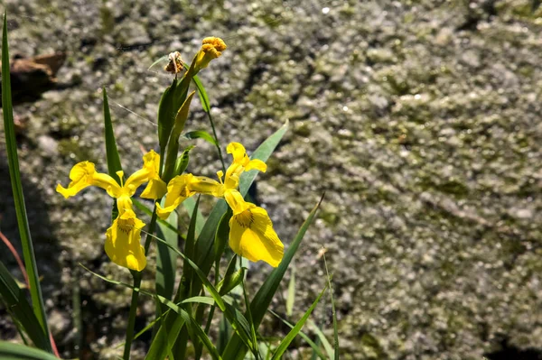Iris Agua Orillas Lago Atardecer Visto Cerca — Foto de Stock