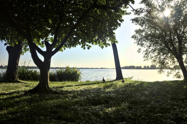 Grove Och Sjöstrand Med Grupp Vatteniris Vid Solnedgången — Stockfoto