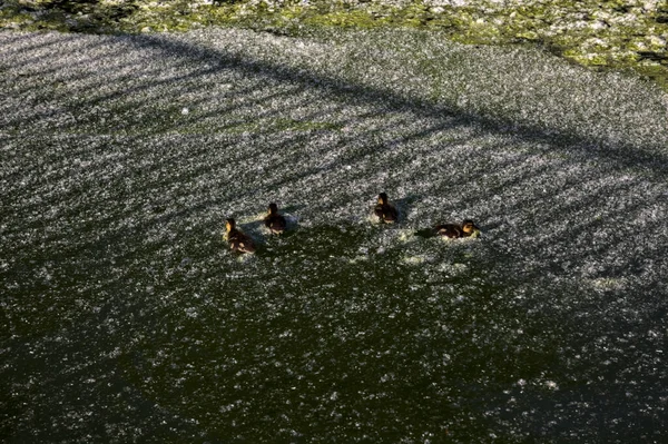 Маллард Каченятами Пливуть Озері Під Час Заходу Сонця — стокове фото