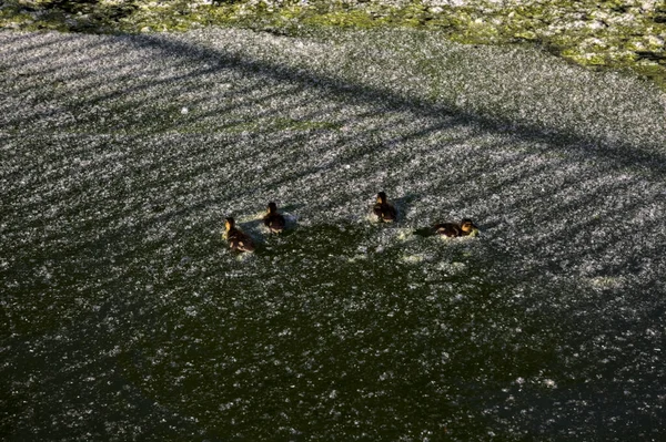 夕暮れ時に湖で泳ぐアヒルのいるマガモ — ストック写真