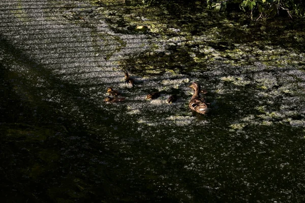 Маллард Каченятами Пливуть Озері Під Час Заходу Сонця — стокове фото