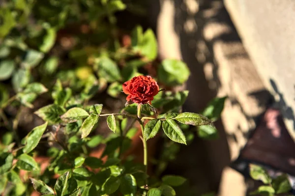 Liten Röd Miniatyr Ros Blom Sett Nära Håll — Stockfoto