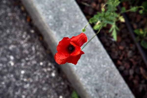 Poppy Egy Virágágyásban Egy Kövezett Mint Háttér — Stock Fotó