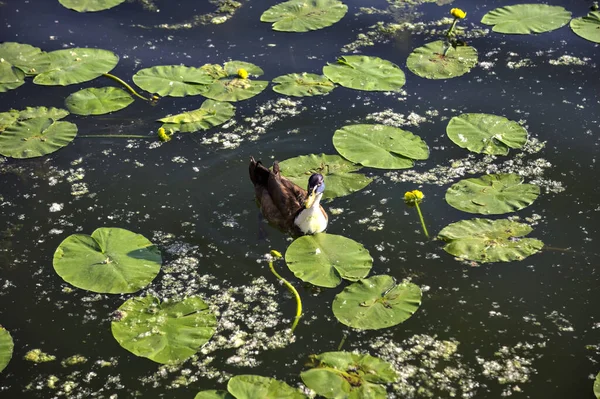 Gün batımında Mallard nilüferlerin arasında gölde yüzüyor.