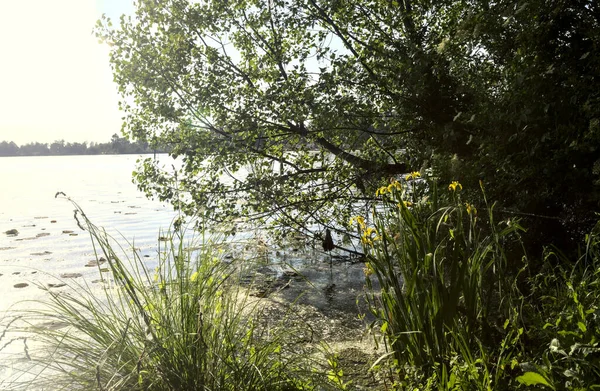 Wasserrosen Und Ein Baum Ufer Eines Sees Bei Sonnenuntergang — Stockfoto