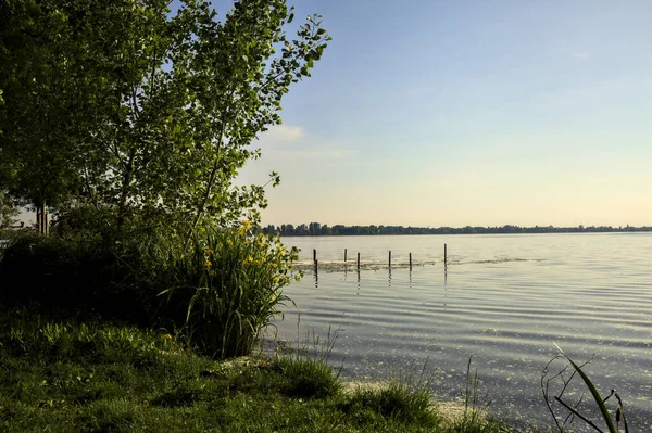 Vatten Iris Och Ett Träd Vid Stranden Sjö Vid Solnedgången — Stockfoto