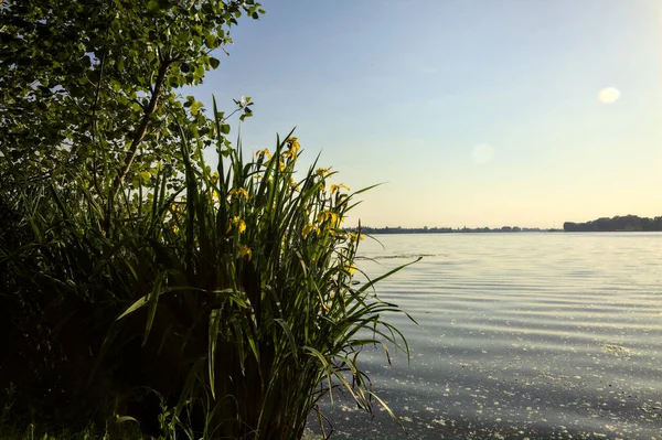 Iris Agua Árbol Orillas Lago Atardecer — Foto de Stock