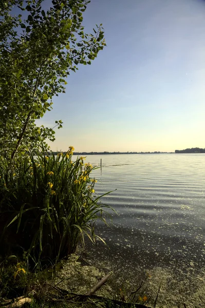 Wasserrosen Und Ein Baum Ufer Eines Sees Bei Sonnenuntergang — Stockfoto