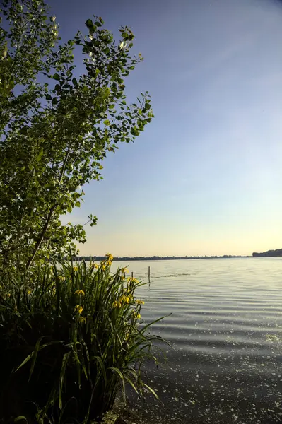 Gün batımında göl kıyısında su irisleri ve bir ağaç