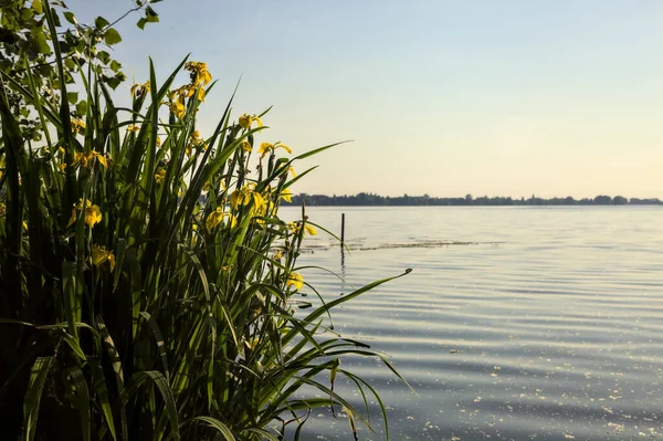 Gün batımında göl kıyısında çiçek açan irisler.