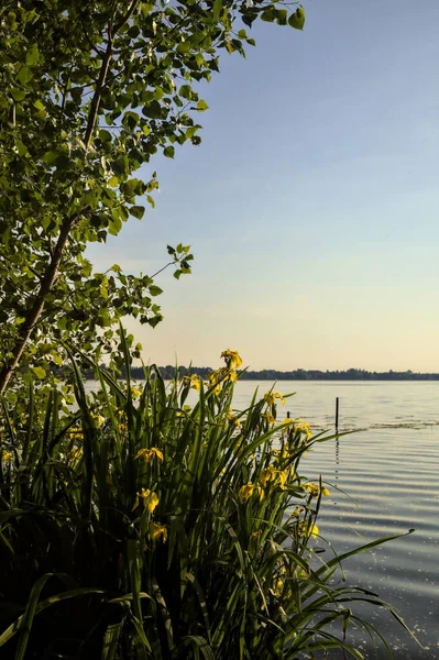 Gün batımında göl kıyısında su irisleri ve bir ağaç
