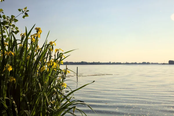 Gün batımında göl kıyısında çiçek açan irisler.