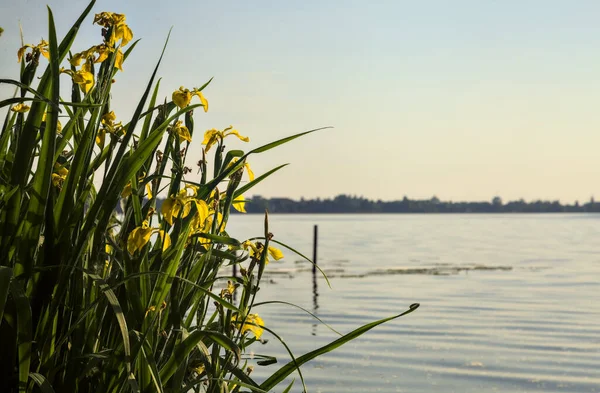 Gün batımında göl kıyısında çiçek açan irisler.