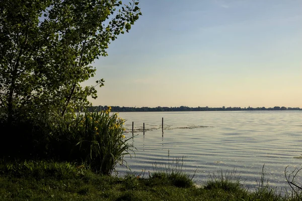 Wasserrosen Und Ein Baum Ufer Eines Sees Bei Sonnenuntergang — Stockfoto