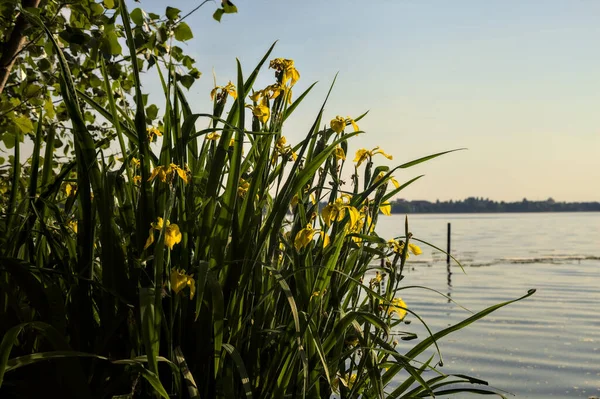 Gün batımında göl kıyısında çiçek açan irisler.
