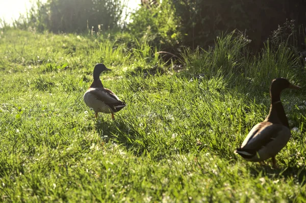 Mallards Grama Lado Lago Pôr Sol — Fotografia de Stock