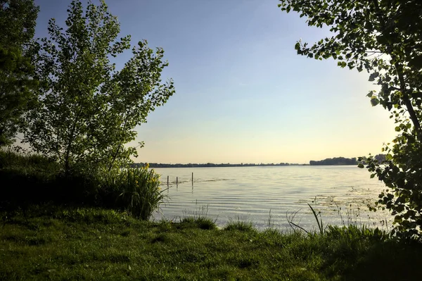 Vatten Iris Och Ett Träd Vid Stranden Sjö Vid Solnedgången — Stockfoto
