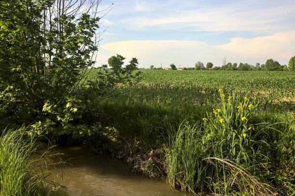 Kukuřičné Pole Italském Venkově Potokem Vody Stromy Slunečného Dne — Stock fotografie