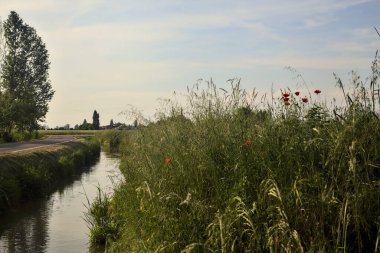 Yol ve tarla arasında gelincikli su akıntısı