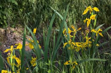 Kırsal kesimdeki bir su akıntısı suları