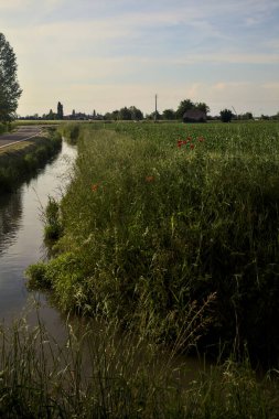 Kırsalda gelinciklerle ve uzaktaki terk edilmiş bir kır eviyle çevrili bir su akıntısı.