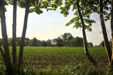 İtalya kırsalında gün batımında mısır tarlası Ağaç gövdeleri tarafından çerçevelenir