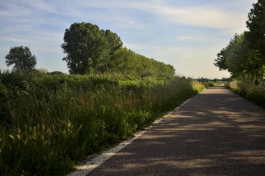 Gün batımında tarlanın kenarında bir sıra kavak ağacı olan ekili tarlaların ortasındaki köy yolu.