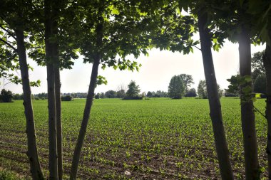 İtalya kırsalında gün batımında mısır tarlası Ağaç gövdeleri tarafından çerçevelenir