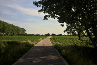 Etrafı tarlalarla çevrili bir köy yolu üzerinde bir ağaç kemeriyle çevrili.