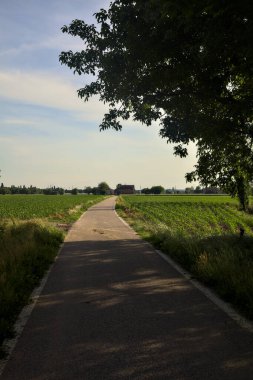 Etrafı tarlalarla çevrili bir köy yolu üzerinde bir ağaç kemeriyle çevrili.