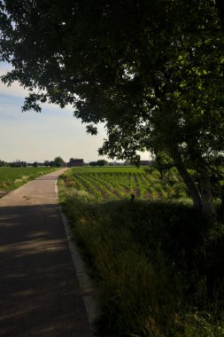 Etrafı tarlalarla çevrili bir köy yolu üzerinde bir ağaç kemeriyle çevrili.