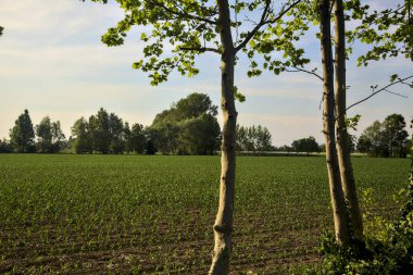 İtalya kırsalında gün batımında mısır tarlası Ağaç gövdeleri tarafından çerçevelenir