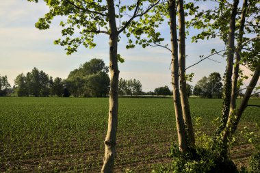 İtalya kırsalında gün batımında mısır tarlası Ağaç gövdeleri tarafından çerçevelenir