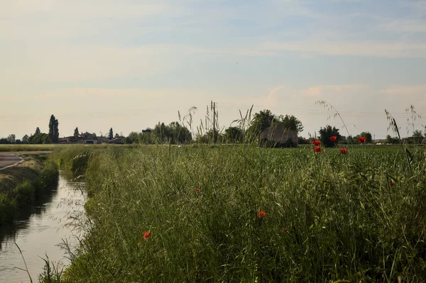 Kırsalda gelinciklerle ve uzaktaki terk edilmiş bir kır eviyle çevrili bir su akıntısı.