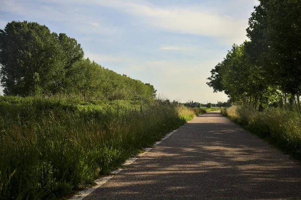 Gün batımında tarlanın kenarında bir sıra kavak ağacı olan ekili tarlaların ortasındaki köy yolu.