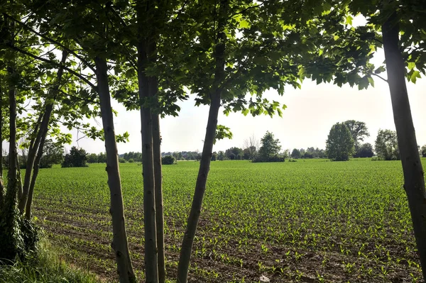 Pole Kukurydzy Zachodzie Słońca Włoskiej Wsi Otoczone Pniami Drzew — Zdjęcie stockowe