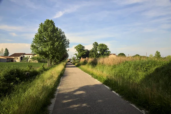 Kırsal kesimde bir sıra ağaç ve gün batımında bir tarla ile çevrili bir yol.