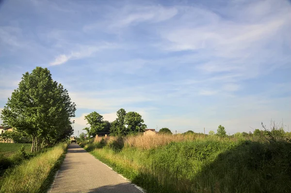 Kırsal kesimde bir sıra ağaç ve gün batımında bir tarla ile çevrili bir yol.