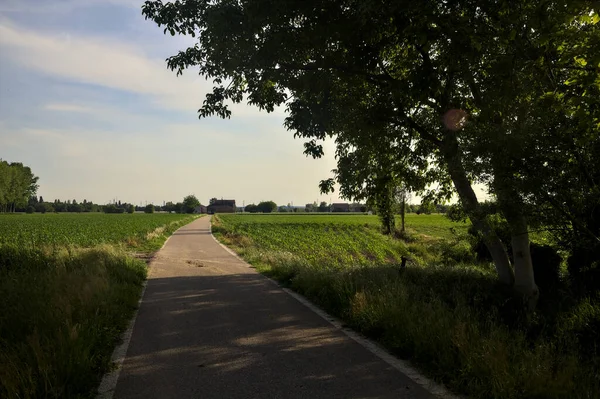 Etrafı tarlalarla çevrili bir köy yolu üzerinde bir ağaç kemeriyle çevrili.